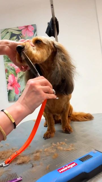 💥Уши Любви ❤️ Шикарный Таксопудель на груминге 🐶 смотреть онлайн