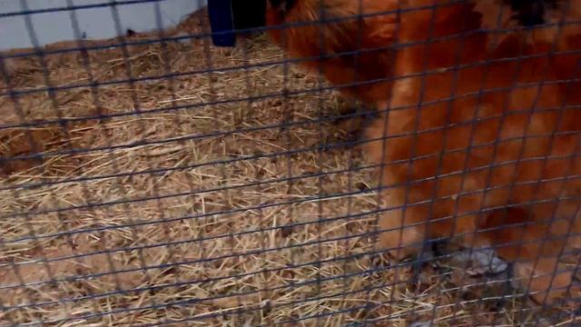 ТВ Сарай или привет с Приморья смотреть онлайн