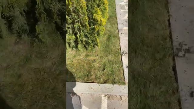 Рулонный газон - процесс укладки 🌱🌱🌱 смотреть онлайн