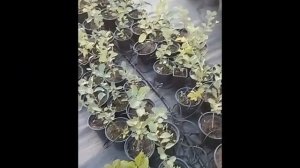 Ирга канадская: Слейт, Хонейвуд, Нортленд, Смоки, Тиссе