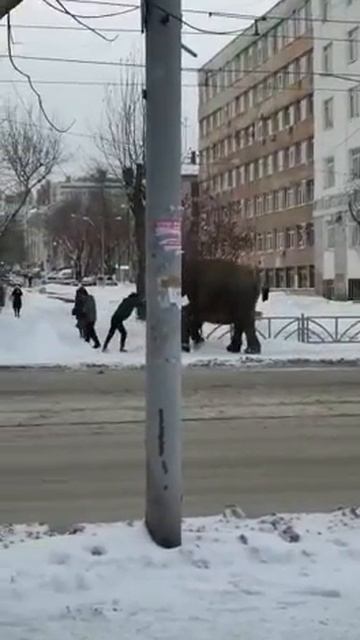 В Екатеринбурге сбежали слоны из цирка