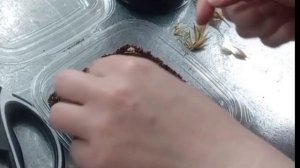 Выращивание кроссандры из семян без заморочек)!