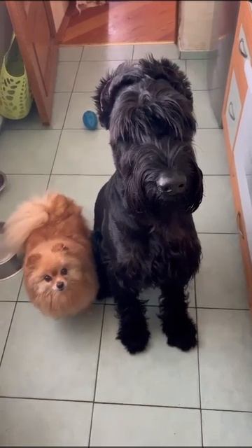 Голодные игры #ризеншнауцер #giant #riesenschnauzer #шпиц #자이언트 смотреть онлайн