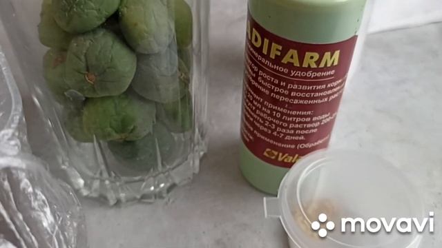 СЕМЕНА КАРТОФЕЛЯ ВСХОДЯТ НА 6 СУТКИ // ВЫРАЩИВАЕМ РАССА смотреть онлайн