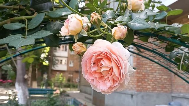 чтобы беседка была вся увитая розами, чтобы утром кофе смотреть онлайн