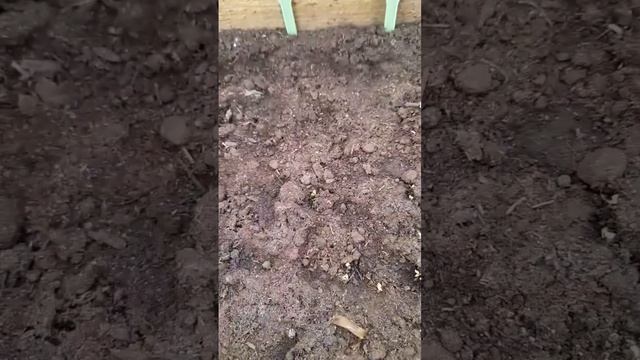 9 апреля, первые всходы капусты🥬🥦 Земляника🍓🐔🐓🐔 смотреть онлайн