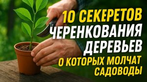 10 СЕКРЕТОВ ЧЕРЕНКОВАНИЯ ДЕРЕВЬЕВ, О КОТОРЫХ МОЛЧАТ САДОВОДЫ!