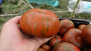 Томат СТРАННАЯ ВЕЩЬ ДЕВУШКИ. Обзор сортов ТОМАТОВ!