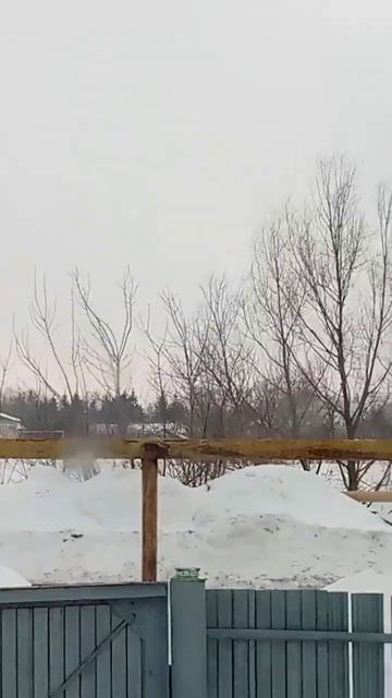 коты на заборе чуют весну😃 смотреть онлайн