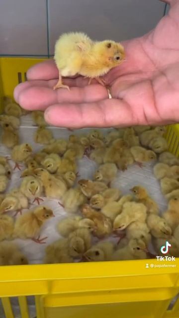 Техасский Белый Перепел смотреть онлайн