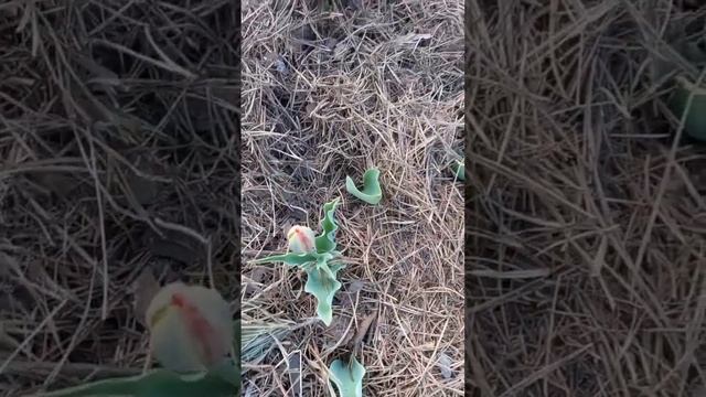 Переделка клумбы. Работы в саду. смотреть онлайн