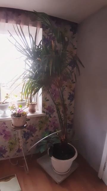 Подставка под цветы на колесиках в моем зимнем садике. смотреть онлайн