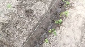 Лучший способ посадки ТОМАТОВ без подвязки !!! Будете р