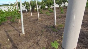 Проволока для виноградной шпалеры