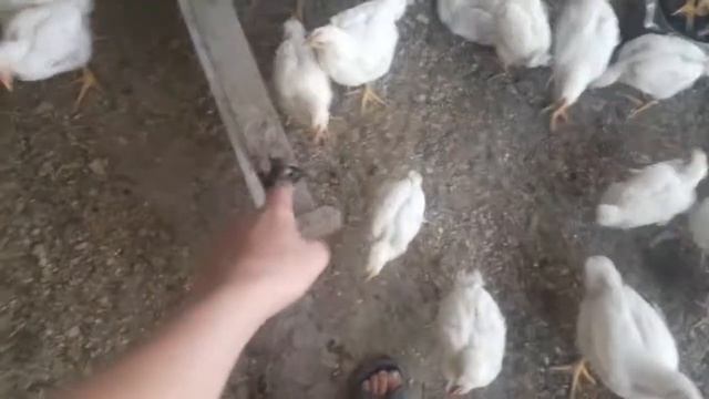 Выгул для бройлеров