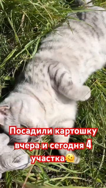 А вы давно посадили картошку?) мне кажется ее проще куп смотреть онлайн