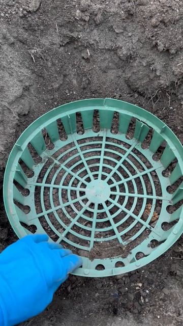 Для посадки луковичных использую корзины смотреть онлайн