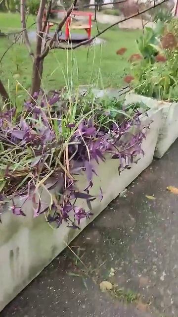 Здесь наши комнатные растения растут на клумбах! смотреть онлайн