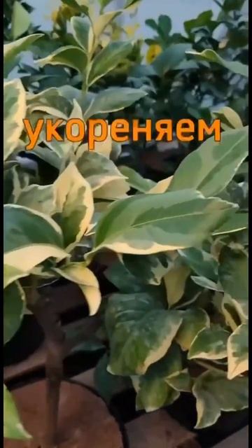 LEMOS GARDEN — питомник цитрусовых и экзотических растений смотреть онлайн
