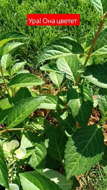 Ампельная гортензия "Сбежавшая Невеста" #цветы #popular #к? смотреть онлайн