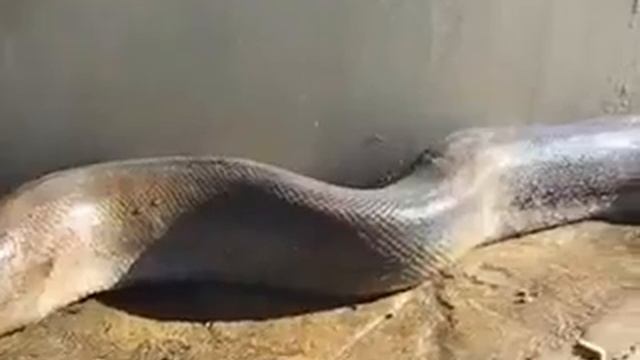 Анаконда смотреть онлайн