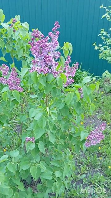 Утро. Сирень. Хороший день. смотреть онлайн