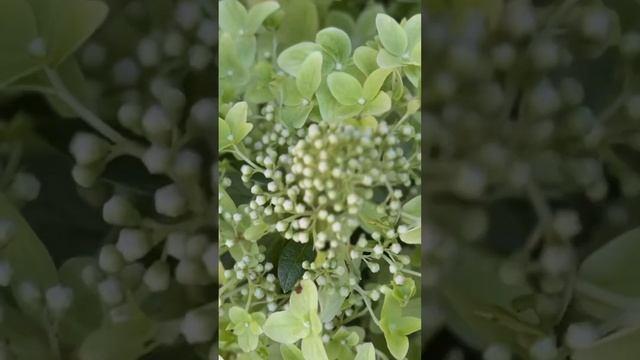 #garden #nursery #ландшафтныйдизайн #питомникрастений #plant #flow смотреть онлайн