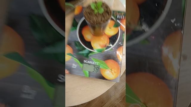 Нижний полив - преимущество для рассады #переливрасса? смотреть онлайн