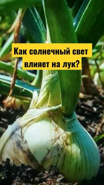 #огород #дача #сад Как солнечный свет влияет на лук? смотреть онлайн