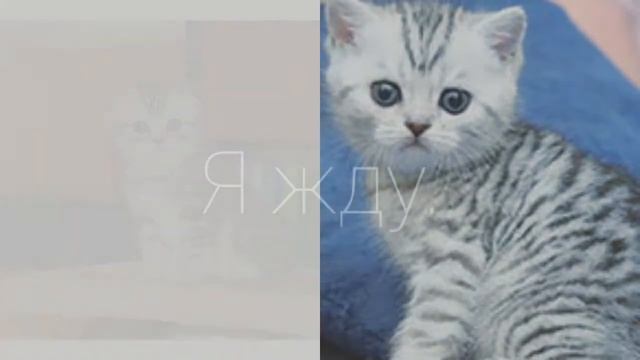 Я жду до завтра . потому что завтра мы поедем забирать такого котенка смотреть онлайн