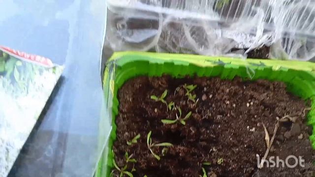 Моя рассада на подоконнике высотки.Обзор на 21 марта 202 смотреть онлайн