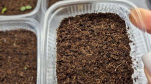 ЭВКАЛИПТ.ПЕРВЫЕ ВСХОДЫ СЕМЯН ЭВКАЛИПТА.