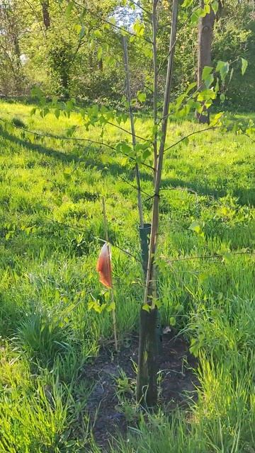 Шлоссгартен - Загадка с саженцами - 7 Апр.2025#парк смотреть онлайн