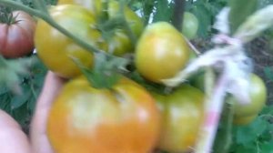 ОБЗОР СОРТА СМЕХ КУКАБАРЫ | ПОМИДОРЫ, ТОМАТЫ