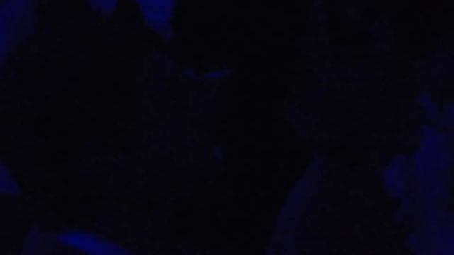 PRAFUL. Концерт в Новосибирске (13)