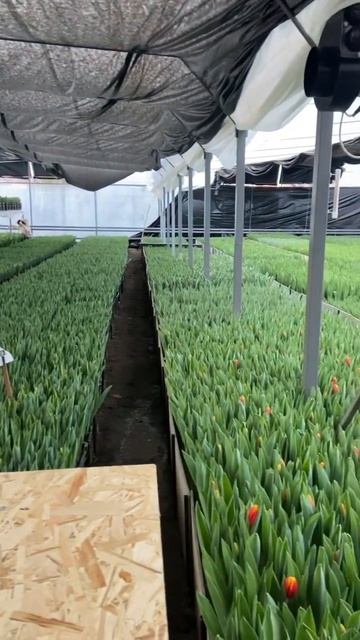 Выгонка тюльпанов🌷inst Farmbelor_tulips #тюльпаны #выгонкатюл?