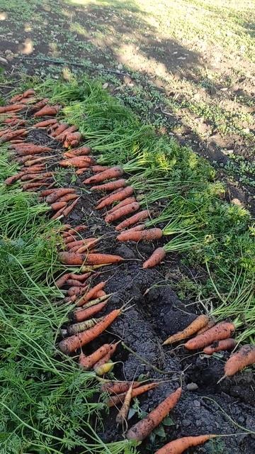 Тася выкопала морковь 🥕🥕🥕 смотреть онлайн