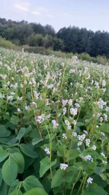 Совмещенные посевы сои со льном и гречихой смотреть онлайн