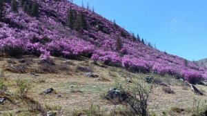 Чуйский тракт, май 2025, Цветение маральника. часть 1