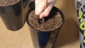 Посев съедобного каштана в кантенеры 27.01.2025.