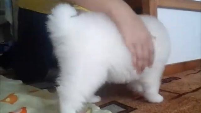 Alkhabor Almira Too Beautiful (Бьюти) - Слишком Красивая