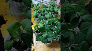 рассада в мешочках и ответ на комментарии #дача #садов?