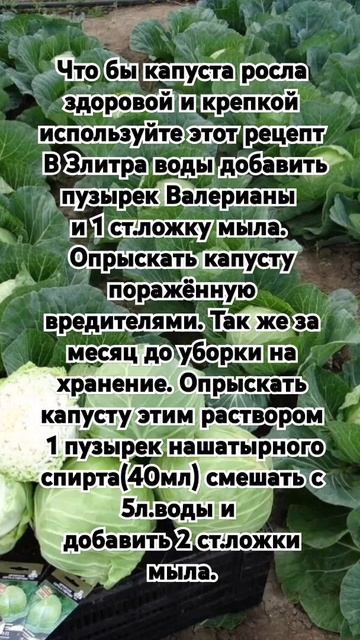 Что бы капуста росла здоровой и крепкой . смотреть онлайн