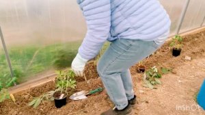 🟣ВЫСАЖИВАЕМ ТОМАТЫ 🍅И ОГУРЦЫ 🥒 В ТЕПЛИЦУ🟢