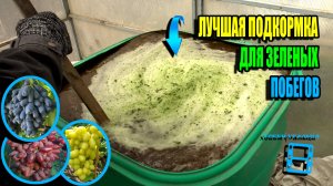 ВТОРАЯ ВАЖНЕЙШАЯ ПОДКОРМКА НА ВИНОГРАДНИКЕ. СЕВЕРНЫЙ ВИНОГРАДНИК 25-17