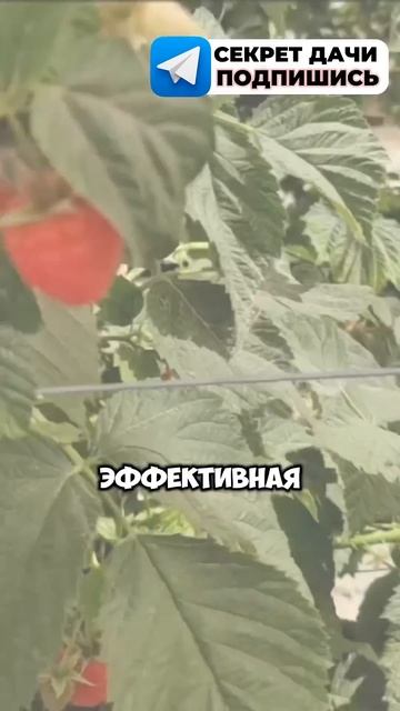 Календарь посадок на весну оставила в описании профил смотреть онлайн