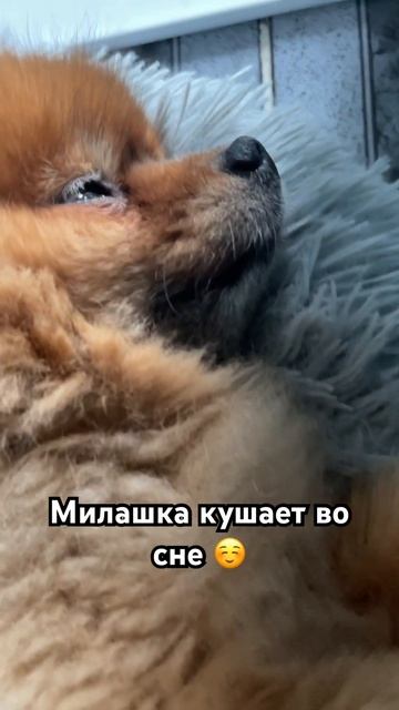 Кушаем во сне 😋 #shorts #собака #шпиц #dog #pomeranian #топ #funny #животные смотреть онлайн