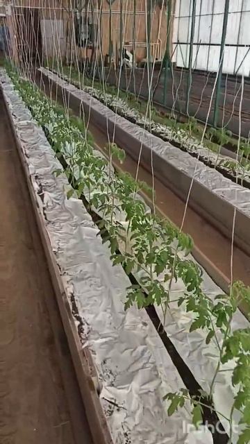 Обстановка в зимней теплице на 22.02.2023 смотреть онлайн