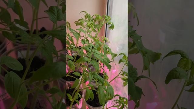 Моя рассада томатов за 20 дней. #garden #огород #дача #лето #? смотреть онлайн