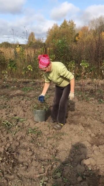 Подготовка земли к посадке чеснока … смотреть онлайн